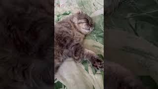 Видимо никогда)))#котик #cat #кот #рек #юмор #котикиправятмиром #shorts