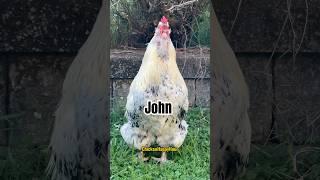 #john #johnny #rooster #memesdaily #chicken #comedy #funnyshorts #animals #funny #chickenhappyhour