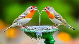 Nature’s Gentle Moment  Birdsong & Tranquility to Soothe the Soul   Good for the Heart ️