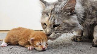 Grandma Cat Meets Grandkittens For the First Time!