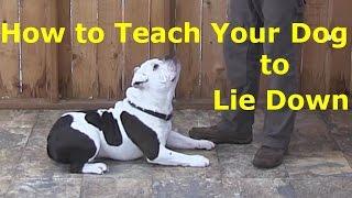 How to teach your dog to lie down- Verbal Command