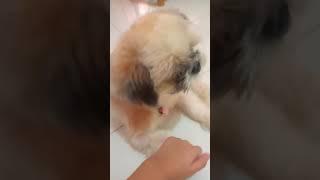 Berpegangan Tangan  Cute So Sweet Cookie Memberikan Tangan Nya [ Shih Tzu The Family ]