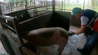 Ai has hit the Aussie Farm in the Philippines.