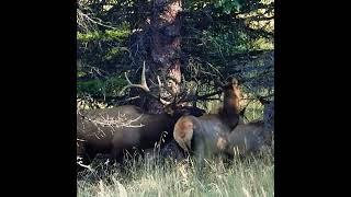 Who's Ready For Bow Season