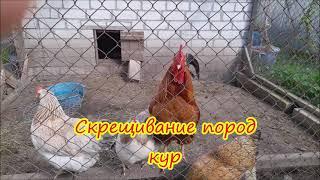 Скрещивание пород кур