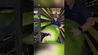 Growing Grass In Factory For Animals
