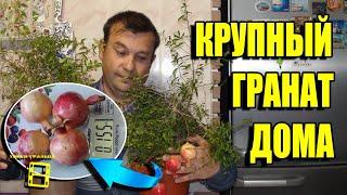 КАК ВЫРАСТИТЬ КРУПНЫЙ ГРАНАТ ДОМА? НОРМИРОВКА КОМНАТНОГО ГРАНАТА ПЛОДАМИ. ЭКЗОТИКА НА ПОДОКОННИКЕ