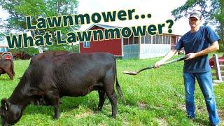 Lowline Angus... Lawnmowers - And Electric Fence-Line Calf Weaning