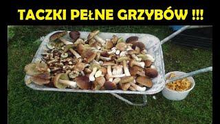 PRAWDZIWKI I KOZAKI - GRZYBOBRANIE 2022 / epoka ciekawostek