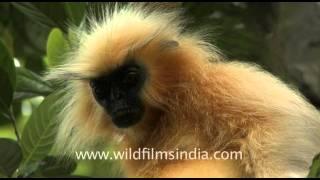 Golden Langurs in Assam