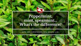 Peppermint, mint, spearmint…What's the difference?