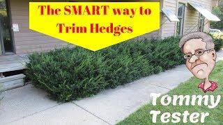 The SMART way to trim Hedges | Lawn Care | Shrubs | Evergreens