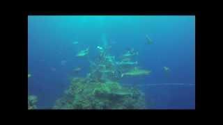 Shark Feeding in Coral sea