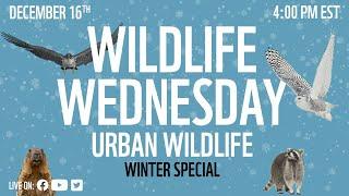 Wildlife Wednesday: Urban Wildlife - Winter Special