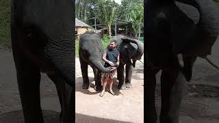 Phuket Island Elephant Sanctuary part 10