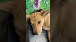 Signs of canine distemper #veterinary #vetacademy #shorts #vetresources #infectiousdisease