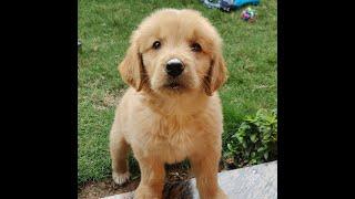 Stella, the Golden Retriever puppy, playing in the grass