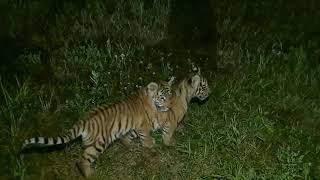 Тигрята в Тумане/ Tiger cubs in the fog