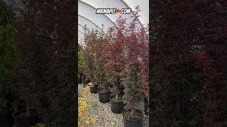 Giant Acer palmatum 'Twombly's Red Sentinel' Columnar Japanese Maples at MrMaple.com