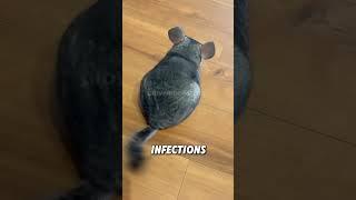 Chinchillas that cannot get wet#animals #funnyanimal #funny #chinchilla