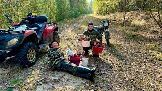 ПОЕЗДКА ЗА КЛЮКВОЙ, ГРИБОВ НЫНЧЕ ВАЛОМ, ХОТЬ С ТЕЛЕГОЙ ПРИЕЗЖАЙ. ОБЗОР НОВОГО ПЛАЗМОРЕЗА.