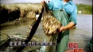 台灣之美-王公文蛤