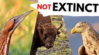 BACK from EXTINCTION! These 5 animals are Back in Britain!