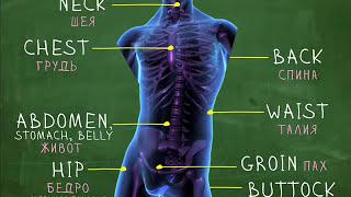 Части тела - Английский Видео-Словарь "Простой Английский"