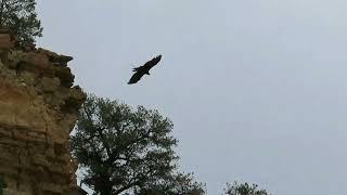 RMSO Bigfoot Top 6 Sasquatch Captured on Video