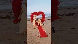 Studio17 Daily Wedding Stories  | Top USA Wedding Photography & Video #desiwedding #weddingstudio