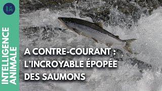 Comment les saumons voyagent-ils entre les rivières et la mer ? | IA | DOC COMPLET