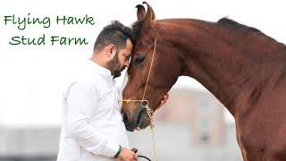 Punjab ~ Flying Hawk Stud Farm Tour 