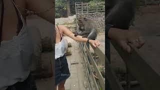 The naughty little monkey snatched things from me#funny #monkey #foryou