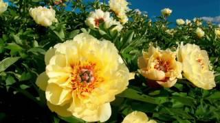 Roberta's 1-piece Hardy Bartzella Yellow Itoh Peony on QVC