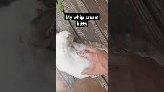 #lovely #animalsfunny #shortsanimalsvideos #animals #trend #duet #funny