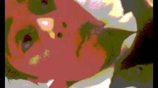 VIDEO0131