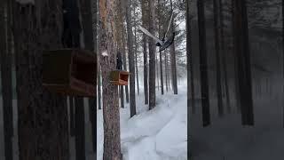 Зима не сдаётся