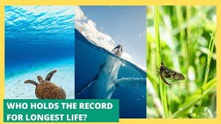 Shortest and Longest Lifespans: Incredible Nature Records