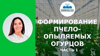 Формирование пчелоопыляемых огурцов