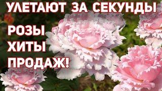 Самые востребованные сорта роз на весну 2022, продаются в первые секунды открытия каталогов!