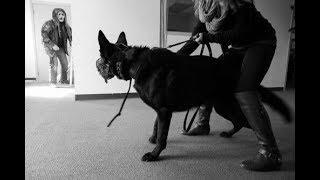 Attack Trained German Shepherd. Real Training.  Fast Reflexes. (K9-1.com)