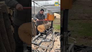 How do the Chinese grow shiitake mushrooms? #shiitake #shorts