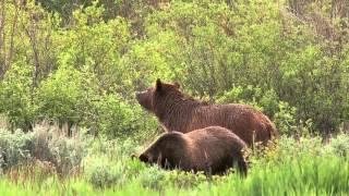 Wildlife Photography: Capturing Grizzly Bears – Course Preview
