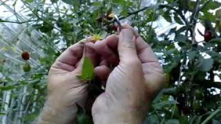 Breeding new tomato varieties: how to cross-pollinate tomatoes