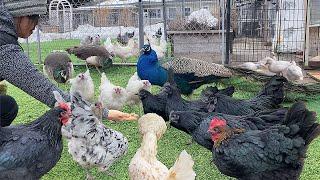 From Eggs to Healthy Hens: The Ultimate Guide to Raising Organic Chickens Naturally!