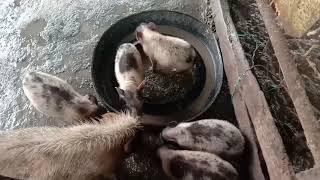 menternak itik dan antok