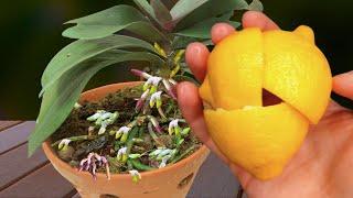 Don't delay! How to make orchids grow roots super fast in 1 week