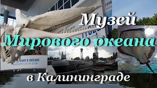 Музей Мирового океана в Калининграде - экскурсия / World Ocean Museum in Kaliningrad