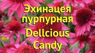 Эхинацея пурпурная Деликиоус Кэнди. Краткий обзор, описание echinacea purpurea Dellcious Candy