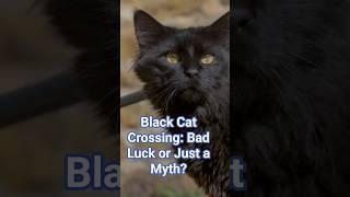 Black Cat Crossing: Bad Luck or Just a Myth?